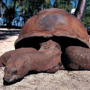 Tortoise Encounter In Zanzibar.