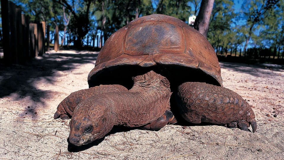 Tortoise Encounter In Zanzibar.
