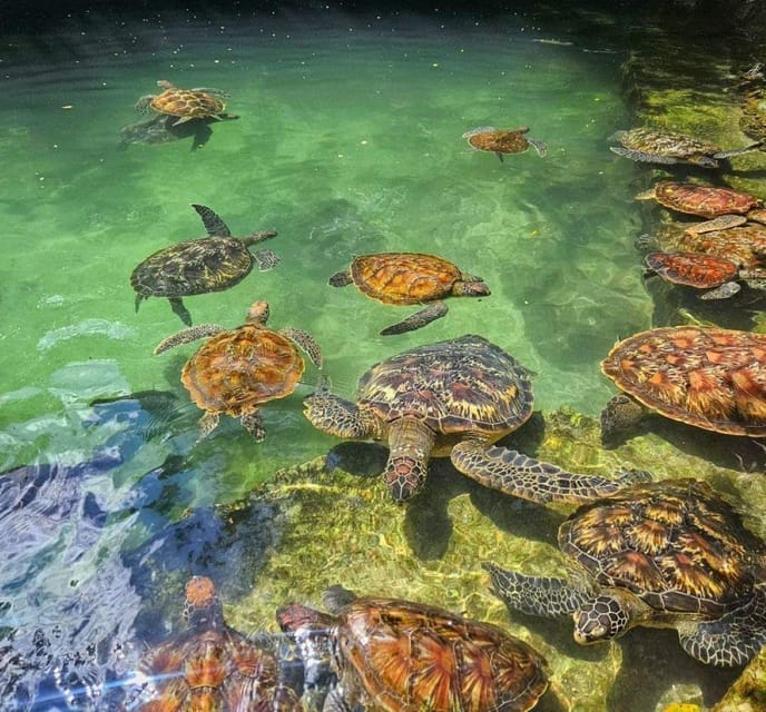2 Swim with Majestic Sea Turtles