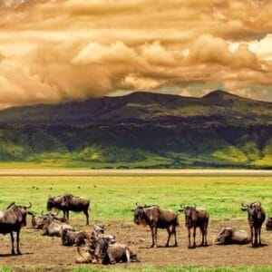 3-Day Serengeti & Ngorongoro Safari Adventure