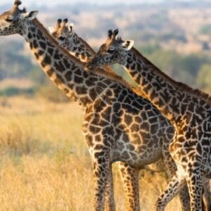 6 Days The Best of Tanzania Safari