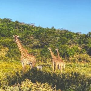 Arusha national park day tour